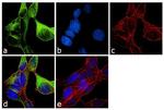 alpha Tubulin Antibody in Immunocytochemistry (ICC/IF)