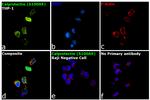 Calprotectin Antibody