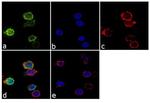 CD18 Antibody in Immunocytochemistry (ICC/IF)