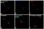 Granzyme B Antibody