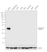 Granzyme B Antibody in Western Blot (WB)