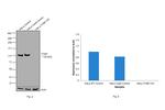 ITGB1 Antibody