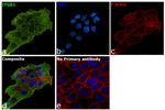 ITGB1 Antibody in Immunocytochemistry (ICC/IF)