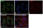 MCM5 Antibody in Immunocytochemistry (ICC/IF)