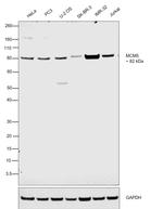 MCM5 Antibody in Western Blot (WB)