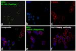 Myeloperoxidase Antibody