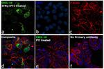 CXCL10 Antibody in Immunocytochemistry (ICC/IF)