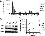 CD204 Antibody in Western Blot (WB)