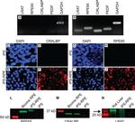 CRALBP Antibody in Western Blot, Immunocytochemistry (WB, ICC/IF)