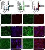 CRALBP Antibody in Immunocytochemistry (ICC/IF)