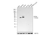 CD79a Antibody in Western Blot (WB)