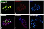 6x-His Tag Antibody in Immunocytochemistry (ICC/IF)