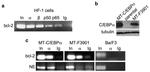 C/EBP alpha Antibody in Western Blot, Immunoprecipitation, ChIP Assay (WB, IP, ChIP)