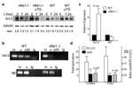 C/EBP alpha Antibody in ChIP Assay (ChIP)