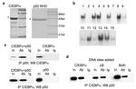 C/EBP alpha Antibody in Immunoprecipitation (IP)