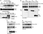 C/EBP alpha Antibody in Western Blot (WB)