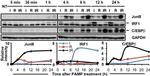 C/EBP beta Antibody in Western Blot (WB)