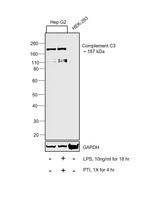 Complement C3b Antibody in Western Blot (WB)