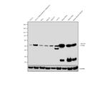 GLUT4 Antibody in Western Blot (WB)