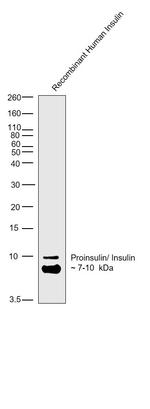 Insulin/Proinsulin Antibody in Western Blot (WB)