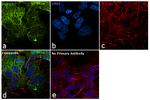 PGP9.5 Antibody in Immunocytochemistry (ICC/IF)