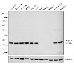 PGP9.5 Antibody in Western Blot (WB)