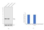 PGP9.5 Antibody in Western Blot (WB)