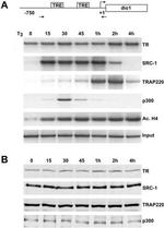 SRC1 Antibody in Western Blot (WB)