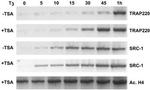 SRC1 Antibody in Western Blot (WB)