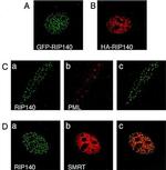 NCoR2 Antibody in Immunocytochemistry (ICC/IF)