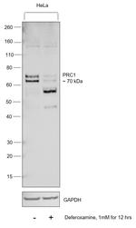 PRC1 Antibody