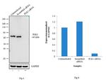 PLK1 Antibody