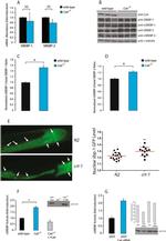 gamma Tubulin Antibody in Western Blot (WB)