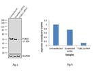 gamma Tubulin Antibody in Western Blot (WB)