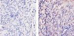 ErbB4 Antibody in Immunohistochemistry (Paraffin) (IHC (P))