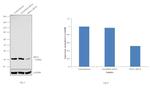 RPA2 Antibody in Western Blot (WB)