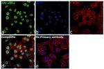 AP2 alpha Antibody in Immunocytochemistry (ICC/IF)