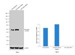 AP2 alpha Antibody in Western Blot (WB)