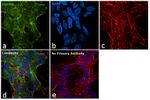 PGP9.5 Antibody in Immunocytochemistry (ICC/IF)