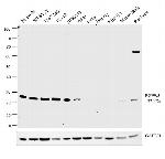 PGP9.5 Antibody in Western Blot (WB)