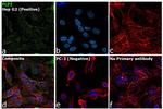 PLP1 Antibody in Immunocytochemistry (ICC/IF)