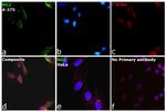 NG2 Antibody