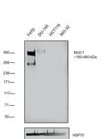 MUC1 Antibody