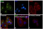 MUC1 Antibody in Immunocytochemistry (ICC/IF)