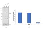 Chk1 Antibody in Western Blot (WB)