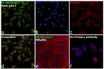 F4/80 Antibody in Immunocytochemistry (ICC/IF)