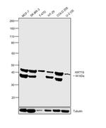 Cytokeratin 19 Antibody in Western Blot (WB)