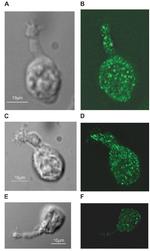 PMCA2 ATPase Antibody in Immunocytochemistry (ICC/IF)