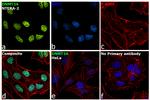 DNMT3A Antibody in Immunocytochemistry (ICC/IF)