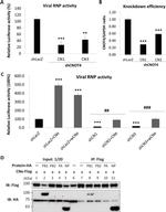 DYKDDDDK Tag Antibody in Western Blot (WB)